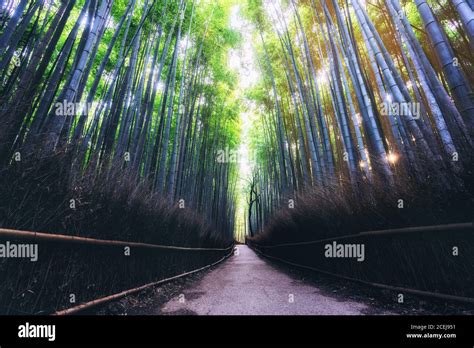 Arashiyama Bamboo Forest Famous Place Kyoto Japan Stock Photo Alamy