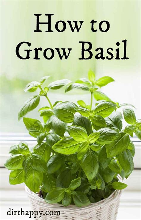 How To Grow Basil Growing Basil Plant Care Basil Plant Growing