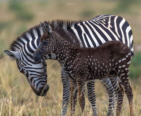 Baby Zebra Is Born With Dots Instead Of Stripes First Time Ever Recorded