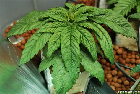 As roots, tubers, rhizomes, stems, or leaves according to the state of development of the parts, or alternatively as. Tims First Hydro Grow- Tons of Pics! -Need Help OG Kush, Lm Skunk, GWS, Church, PPP | 420 Magazine