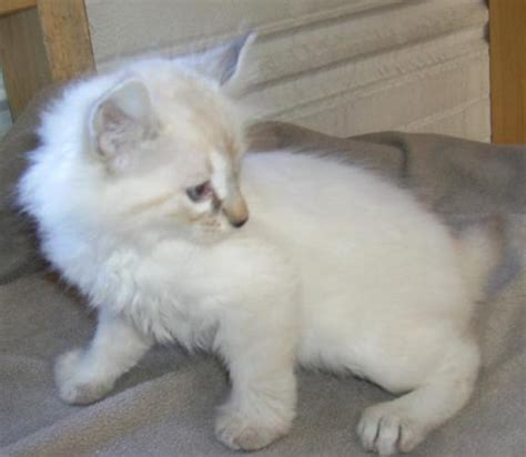 Mum and dad are both tica registered active for breeding and scanned for hcm heart dise. Highland Lynx Kittens...check out those curled ears for ...
