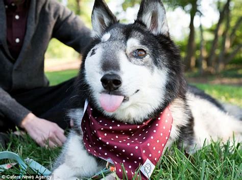 The tumors occur most often in dogs middle aged or older, though they can occur in dogs of all ages. Pet husky's four-month bucket list after cancer diagnosis ...