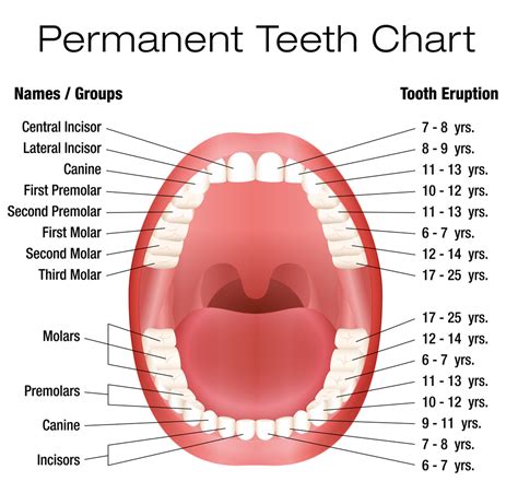 When a cat is nearly one year old, they are approximately 15 human years old. How to Read an Eruption Chart From Your Dentist - Cabarrus ...