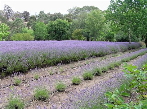 Lavandula Lavender Farm Daylesford Victoria Australia By Brendak