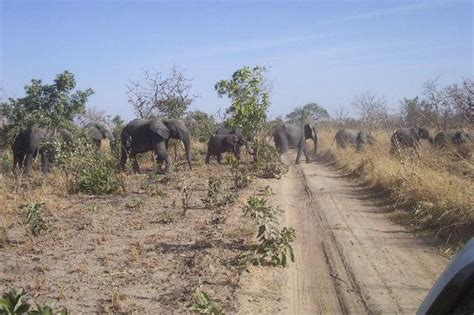 Natürlich afrika > westafrika reisen > burkina faso reiseinformationen > burkina faso sehenswürdigkeiten. Reserve de Nazinga (Ouagadougou) - Aktuelle 2021 - Lohnt ...