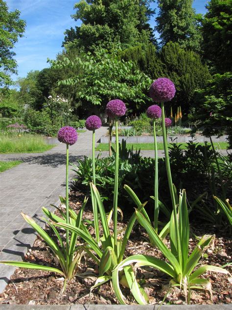 Sysbio Base de données de systématique Allium giganteum Ail géant