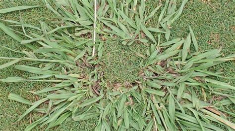Common Weeds In Florida Lawns