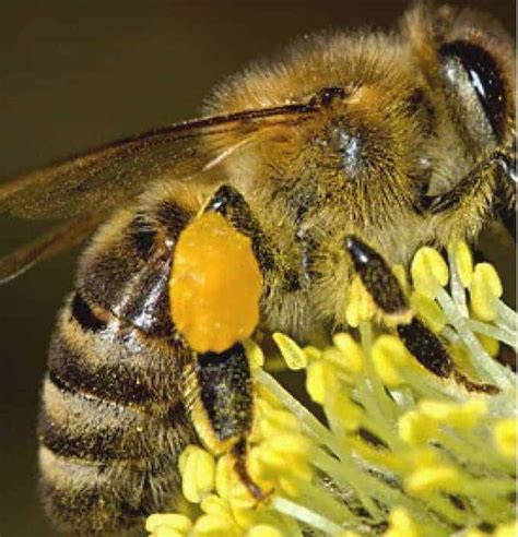 Bumble spotlight is arguably the most useful premium feature of bumble. How Do Bees Use Pollen - A Common Misconception - Carolina ...