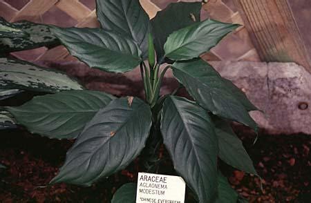 Are Aglaonema Poisonous To Cats