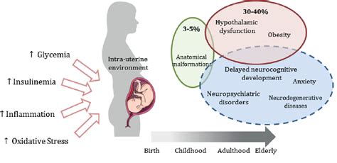 Figure 1 From Consequences Of Gestational Diabetes To The Brain And