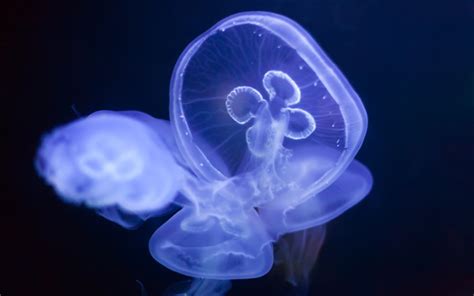 Download Wallpapers Blue Jellyfish Underwater World Depth Ocean