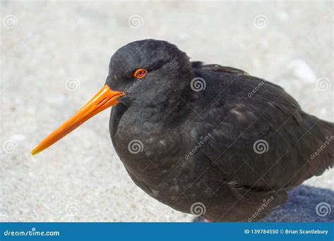 Variable Oystercatcher Black Stock Photo Image Of Beak Haematopus