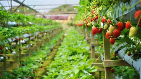 The strawberry farm at gohtong jaya is a place where the whole family can pluck strawberries and purchase them by weight. Genting Strawberry Leisure Farm - Tourism Selangor