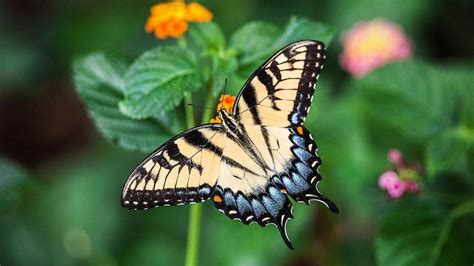 Бабочки описание и виды самых красивых