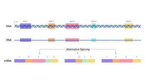 alternative splicing importance and definition technology networks