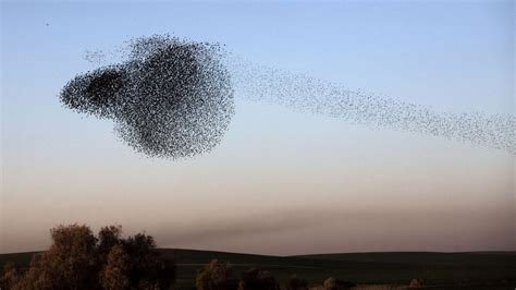 Photos: A flock of starlings fly in murmuration - Los Angeles Times