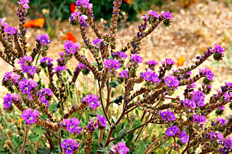 2023 Wildflower Season Is Coming Soon Will It Be A Superbloom Rving