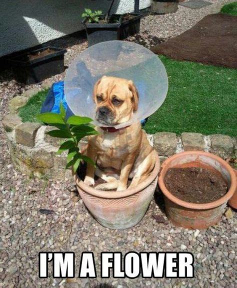 7 Flower Memes Ideas Funny Animals Animal Pictures Funny Animal