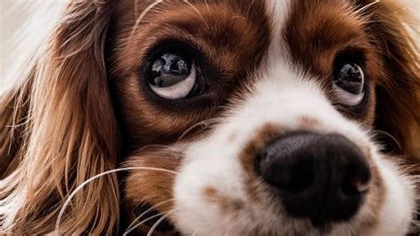 Puppy Dog Eyes Are For Human Benefit Say Scientists Bbc News