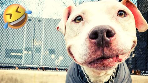 Top 10 Funniest Pitbull Videos 🤣 Dog Lovers 🐶 Funny Pet Videos