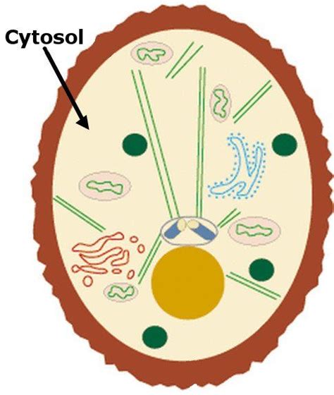 What Is Cytosol How Is It Different From Cytoplasm Cell Model
