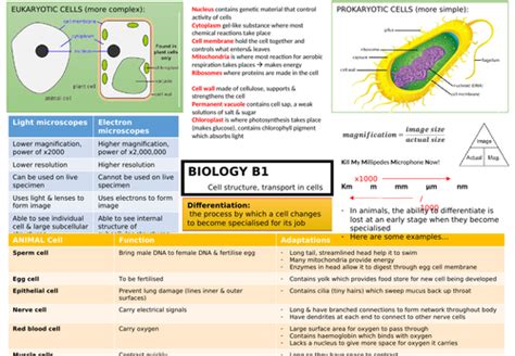 Gcse Biology Cells B1 Revision Mat Teaching Resources