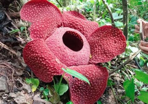 Wah Bunga Rafflesia Arnoldii Mekar Sempurna Di Agam Bagian All