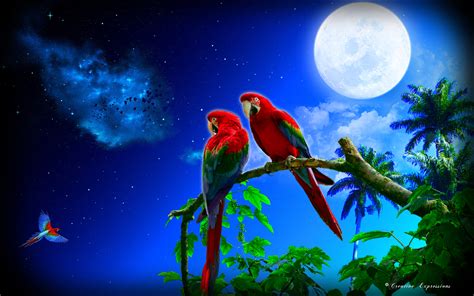 Tropical Night HD Wallpaper | Background Image | 1920x1200