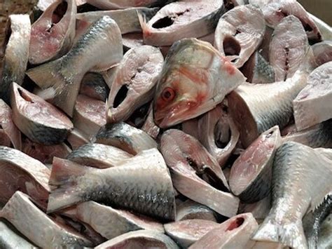 Hilsa Fish What Makes It So Popular And Demanding