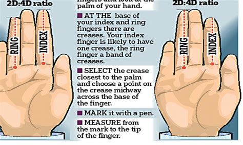 What The Length Of Your Index Finger Says About You Daily Mail Online