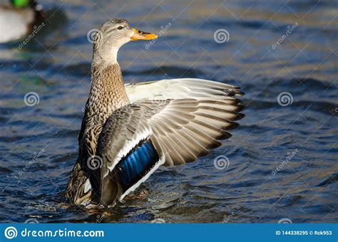 Mallard Duck Stretching Its Wings While Resting On The Water Stock