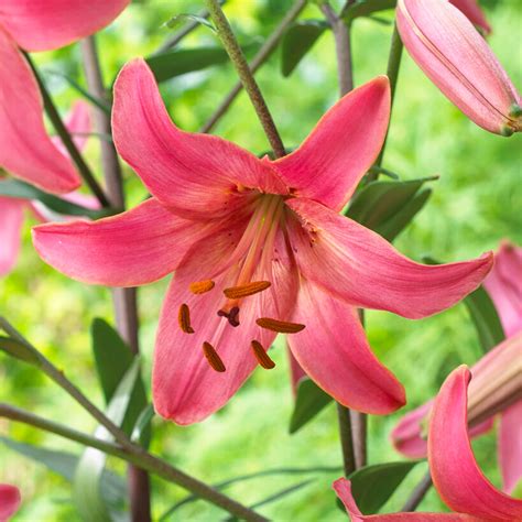 Asiatic Lily Pink Flight Pink Plants Bulbs And Seeds At
