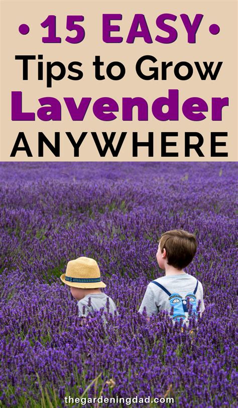 How To Grow Lavender From Seed In 5 Simple Steps 2023 Guide Growing