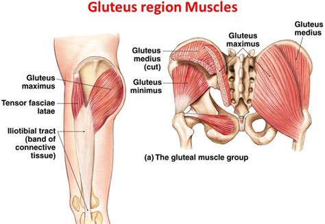 Anatomi Otot Gluteus Medius Pada Otot Panggul Manusia Anatomi Tutorial