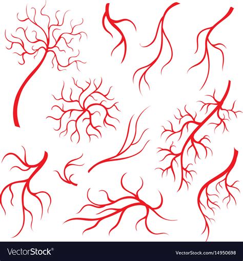 Human Eye Veins Red Capillaries Blood Arteries Vector Image