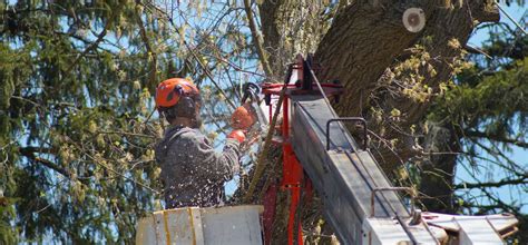 Tree Removal Cost Estimate Palm Beach County Pro Tree Trimming And