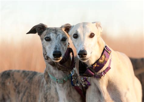 Greyhound Dog Breed Information Complete Guide Dog