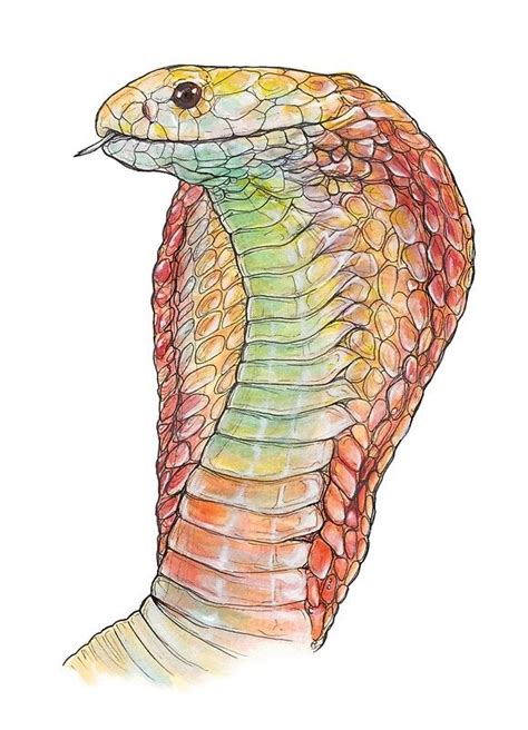 Snake Painting Snake Drawing Snake Art Amazing Art Painting Art