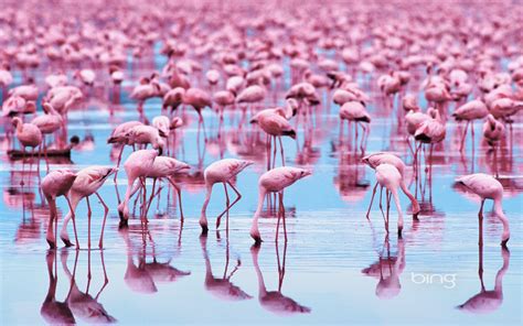 Wallpaper Illustration Birds Reflection Flamingos Flamingo Water