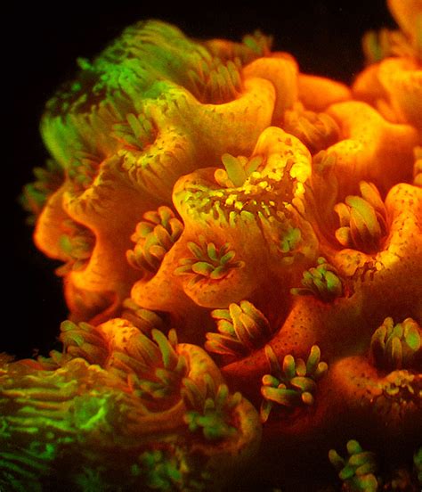 Revealed Why Some Corals Are More Colourful Than Others