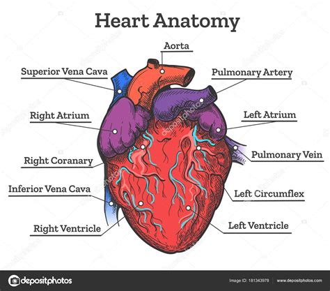 Anatomie Cardiaque Croquis Coloré — Image Vectorielle Vectortatu