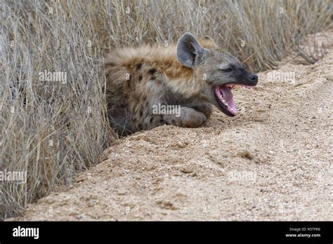 Spotted Hyena Yawning Hi Res Stock Photography And Images Alamy