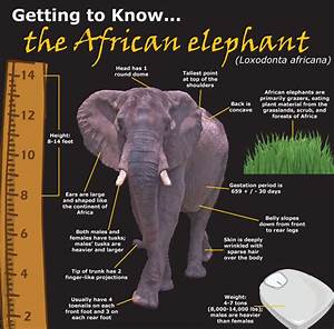 Asian Elephants African Elephant Characteristics