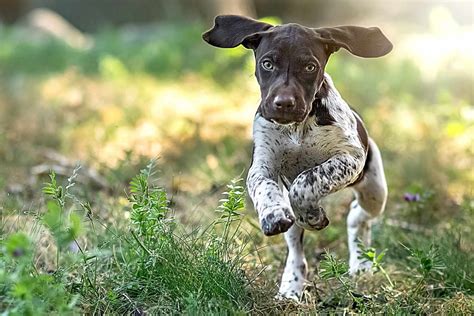 German Shorthaired Pointer Gsp Dog Breed Information