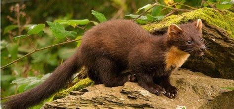 Environment Protecting Pine Martens In The North The