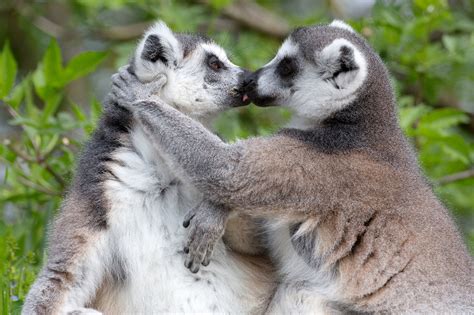 Schmusen Im Zoo Zusammen Im Zoo Verliebte Tiere Sehen Salzburg Stadt