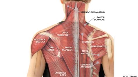 The muscles of the back that work together to support the spine, help keep the body upright and allow twist and bend in many directions. Anatomy 101: Learn to Balance Mobility + Stability in Your ...