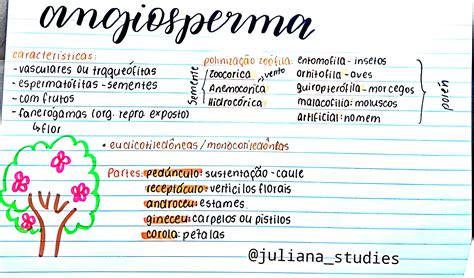 Mapa Mental Sobre Angiospermas
