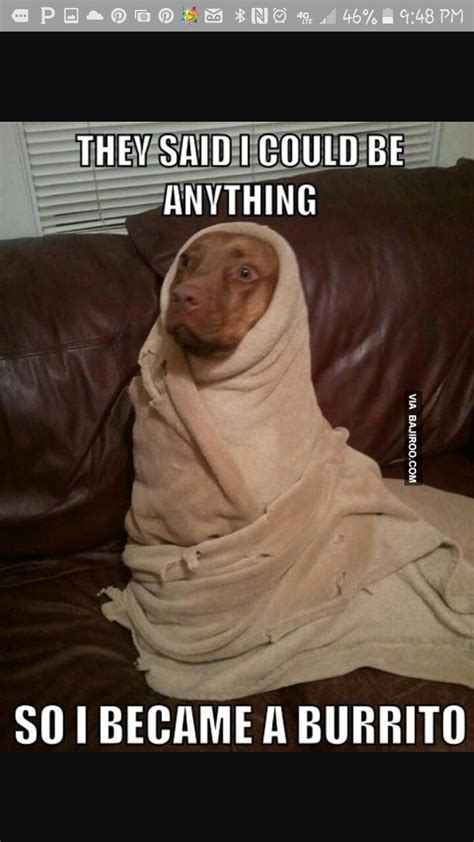 Pin By Tat2lady On Dogs Sayings Dogs Burritos