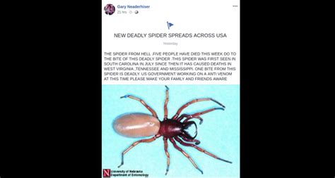 Fact Check New Deadly Spider In The Usa